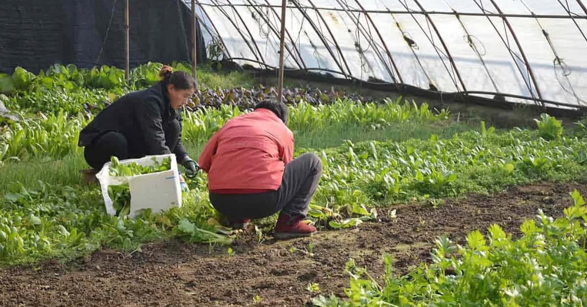 Organic farming has been included in the curriculum of schools to make them aware of the special techniques used. Picture source: Krishak Jagat