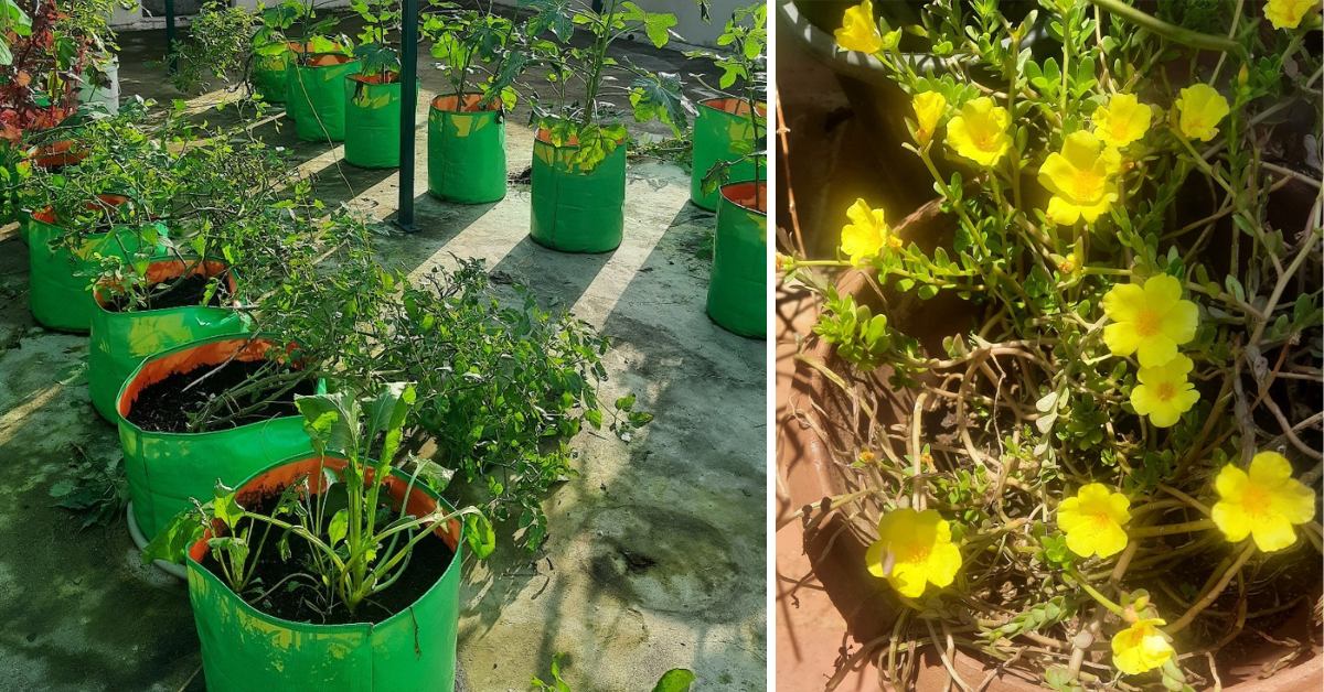 From basil to banana trees — Veeralakshmi has turned a bare rooftop into a thriving green sanctuary.