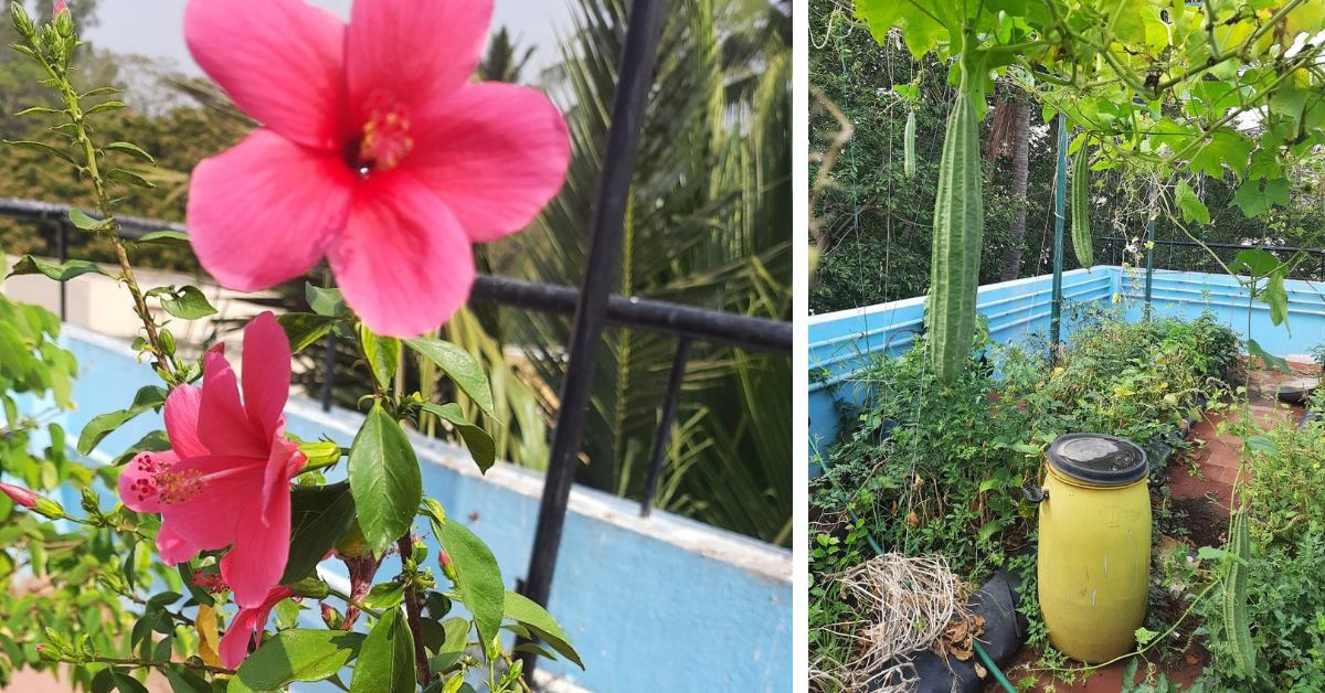 Veeralakshmi’s gardening journey began 15 years ago with just a few pots of herbs.