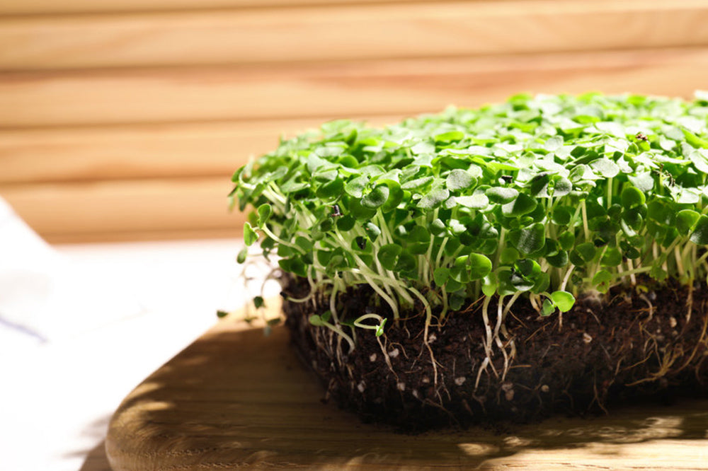 After harvesting, you can use the microgreens in salads, smoothies, or as garnishes; Picture source: AllThatGrows
