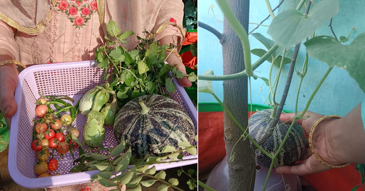 Afsana grows a wide range of vegetables, including brinjals, green chillies, tomatoes.