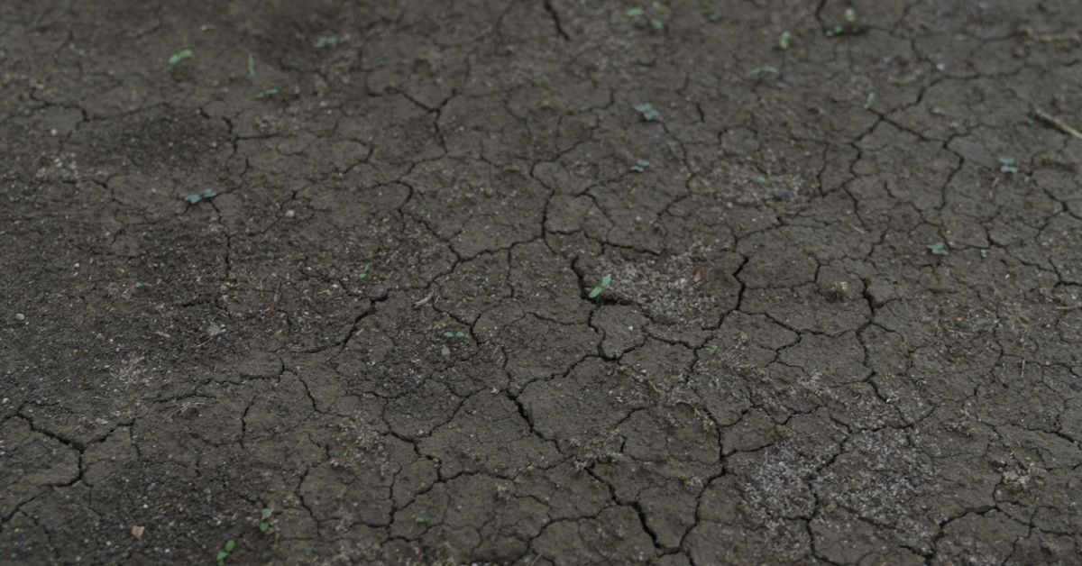The people’s disappointment is mirrored in the cracked soil, the parched rivers, and the sweltering heat that grips their village, threatening to dry everything in sight