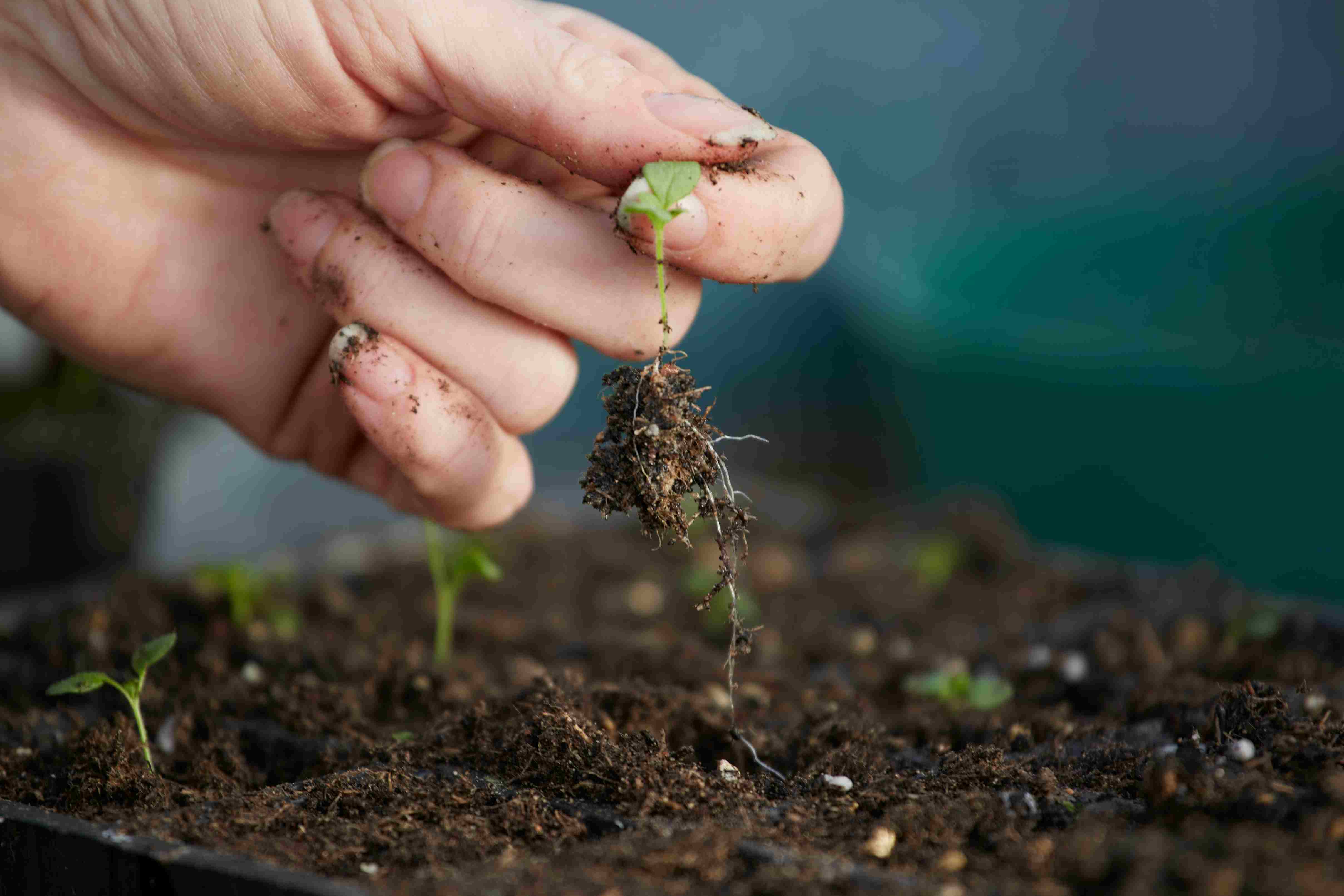 Maintaining the quality of the soil is one of the main aims of companion farming