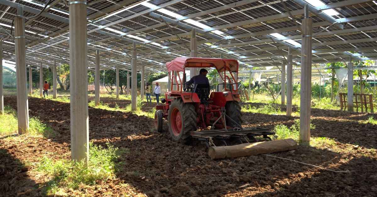 Anand ensured the panels were angled correctly and spaced to allow easy access for tractors.
