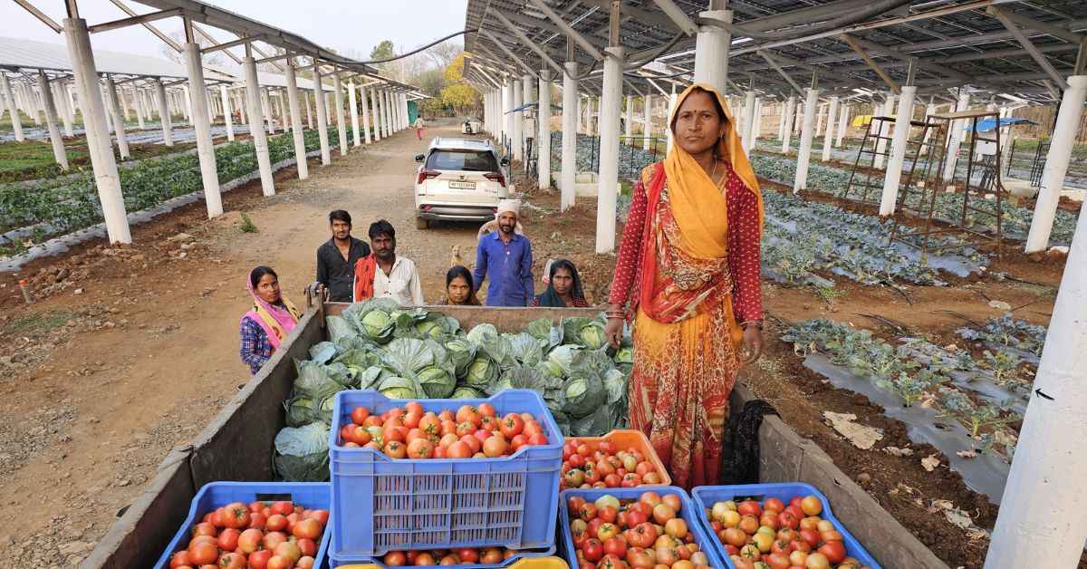 Anand Jain has been successfully harnessing solar power while cultivating crops like strawberries, tomatoes, and cabbage. 