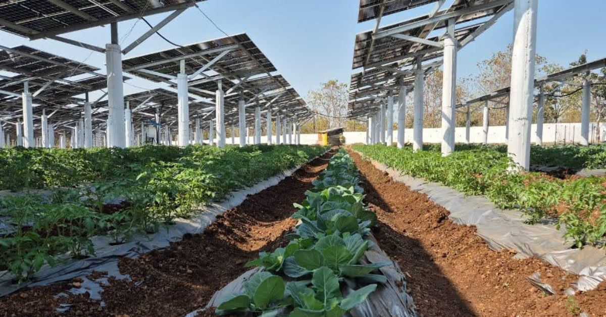 The setup involves installing solar panels at a height that still allows enough sunlight to reach the crops below.