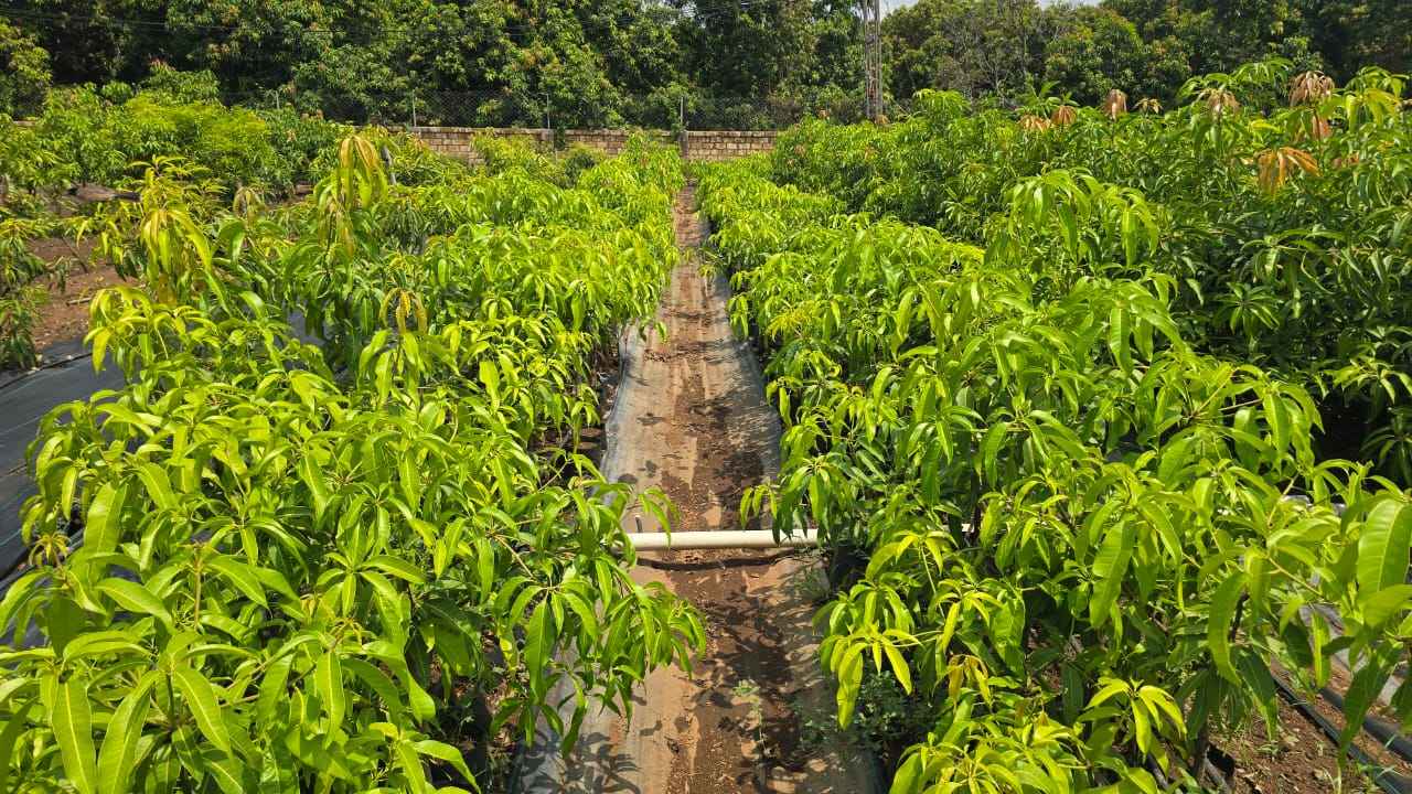 The vigorous and lush trees bear their bounty regularly, which has made Sonpari a shade better than other varieties.
