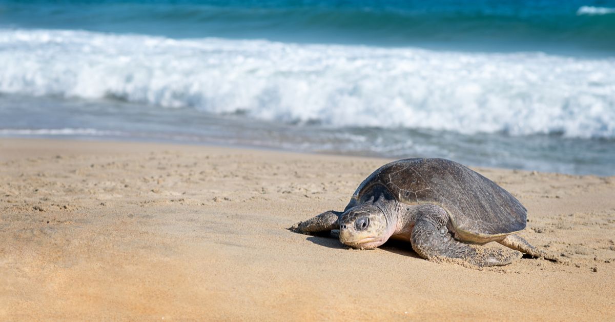 Sea turtles are solitary creatures that remain submerged for most of the time, which makes them extremely difficult to study. 