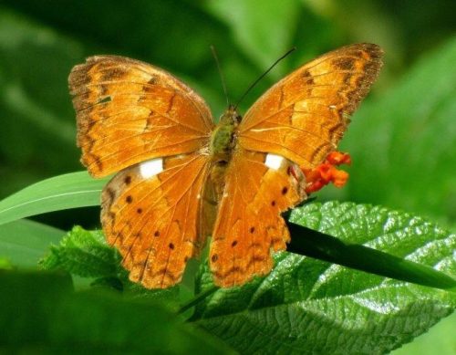 Tamil Nadu declared Tamil Yeoman as its state butterfly to symbolise its rich natural and cultural heritage. 