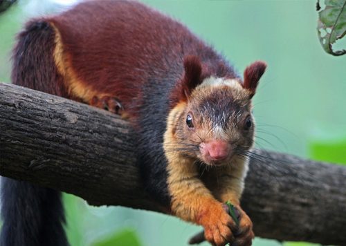 The Indian giant squirrel is one of the largest squirrels, with a head–and–body length of 25–50 cm.