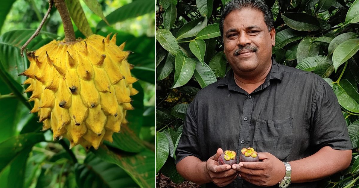 ‘I Feel Like a King’: Farmer Earns Rs 15 Lakh/Acre by Making a Switch From Rubber Cultivation