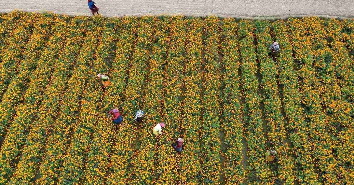After doing proper research, Arup started doing Tennis Ball marigold farming in Kolaghat