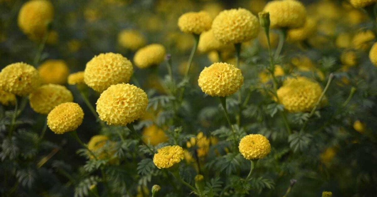 Beginners are advised to lease a land before starting marigold farming, to avoid extra costs