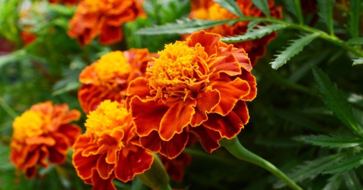 You can use natural treatments like neem oil and cow dung manure to keep pests away during marigold farming; Picture source: Housing