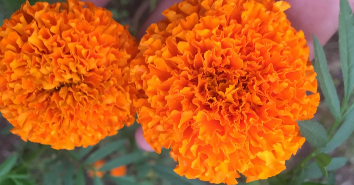 You can expand your marigold farm slowly, once you start earning profits, and grow different varieties