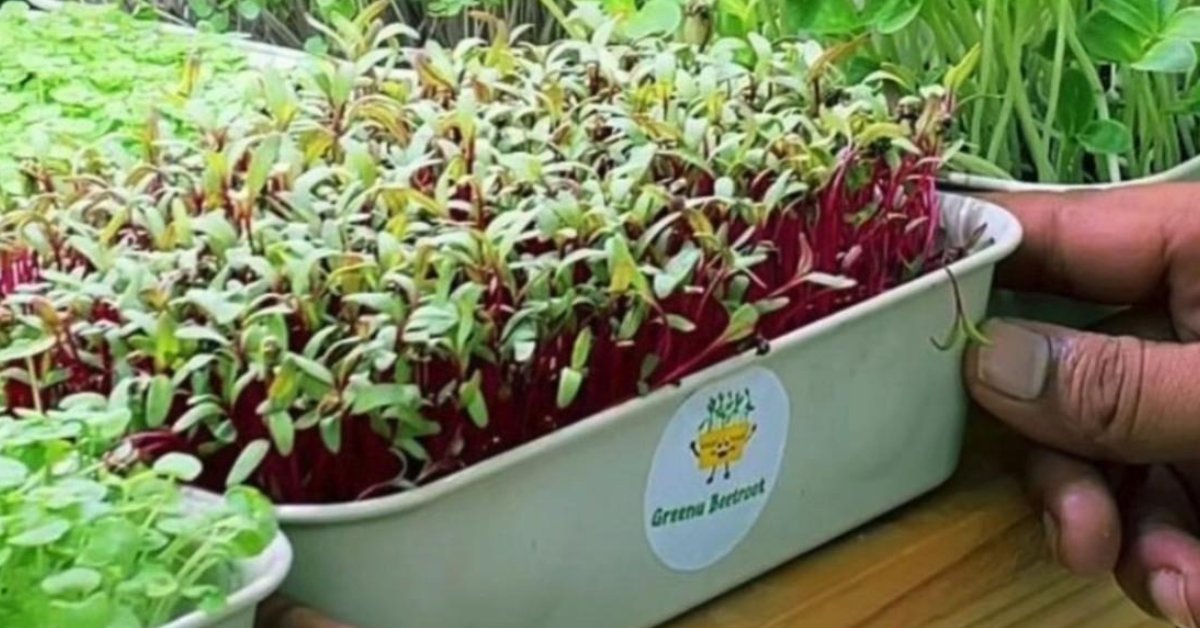 With a considerable investment of around Rs 3 lakh, you can set up a small-scale microgreens operations