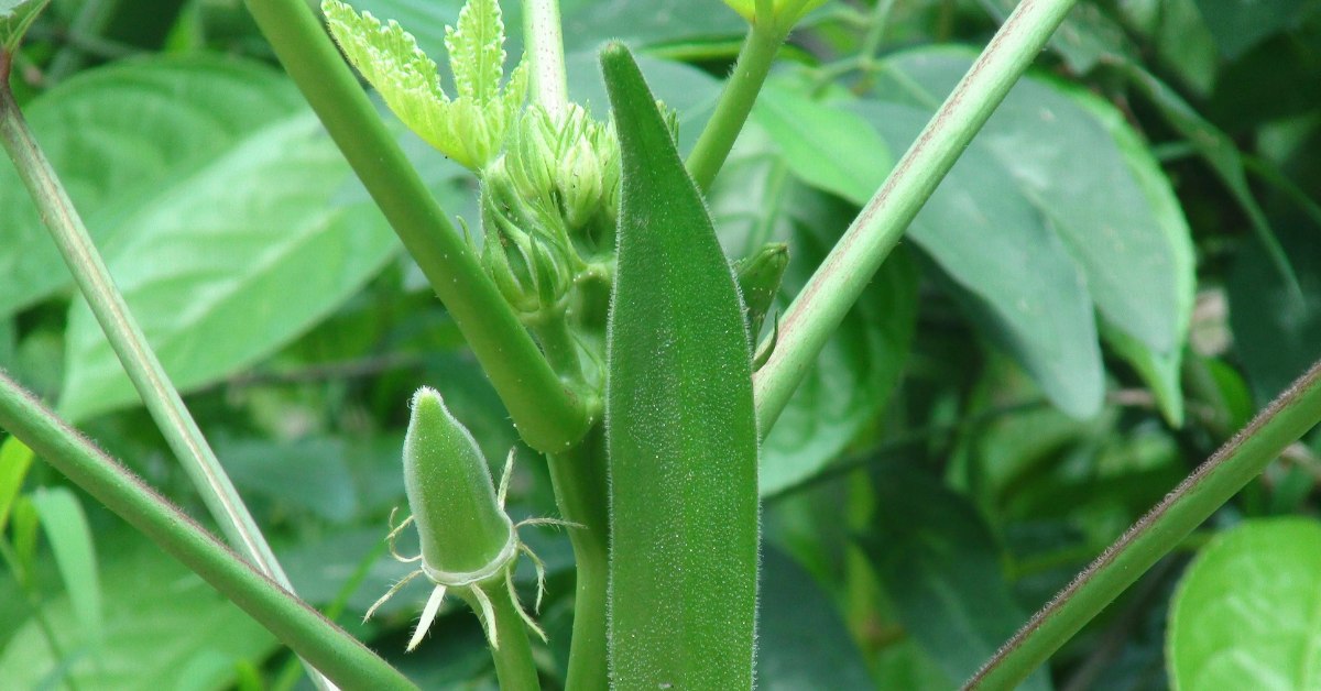 Check daily and water your ladyfinger plant only if the topsoil feels dry to the touch; Picture source: SK Organic Farm