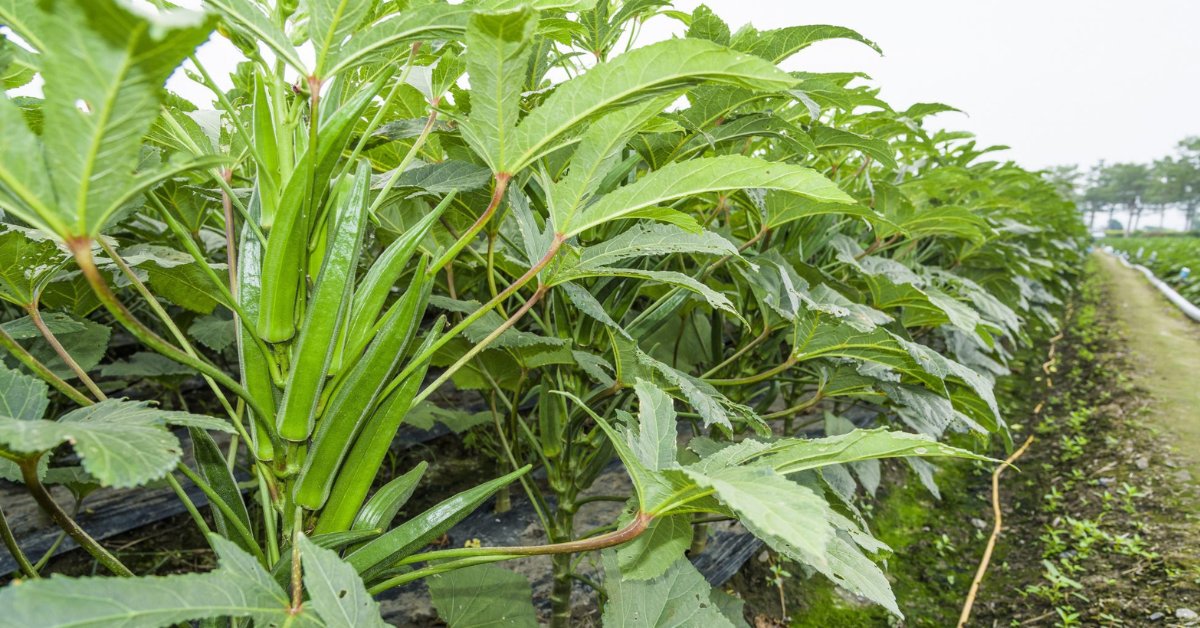Avoid planting ladyfinger in the same spot season after season to maintain soil health; Picture source: Gachwala
