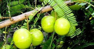 How To Grow Amla at Home in Pots: A Practical Guide for Urban Gardeners