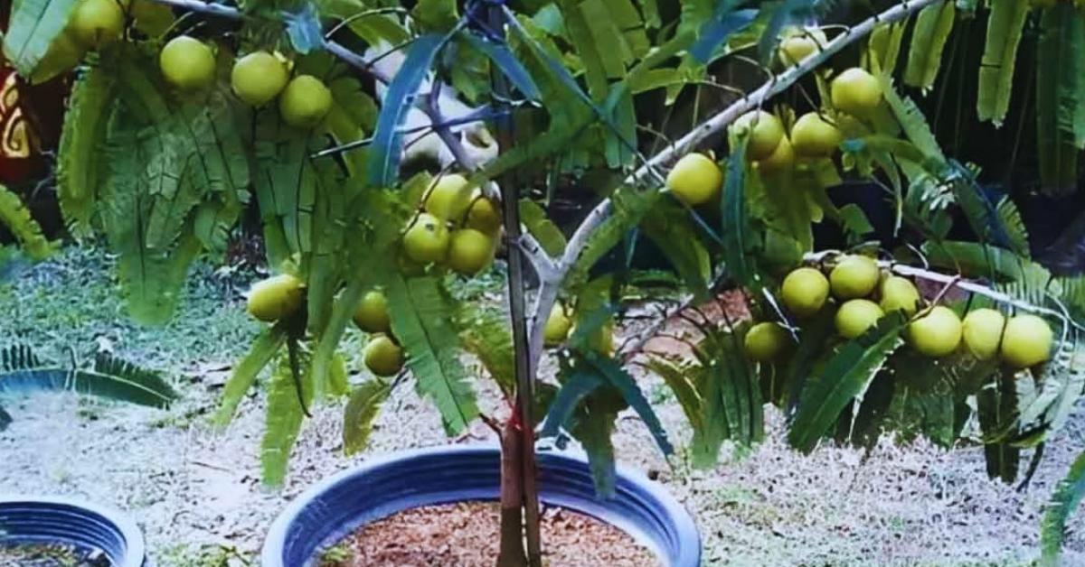 For amla, opt for a container at least 18 to 24 inches deep and wide to accommodate its deep root system; Picture source: Kisan Tak