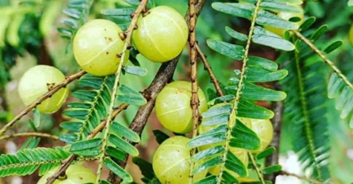 Amla survives in well-drained and fertile soil with a slightly alkaline to neutral pH; Picture source: Hug A Plant