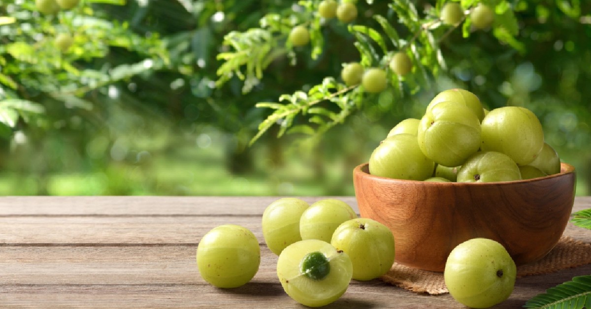 Amla is a sun-loving tree that requires six to eight hours of direct sunlight daily to grow; Picture source: Zetta Farms