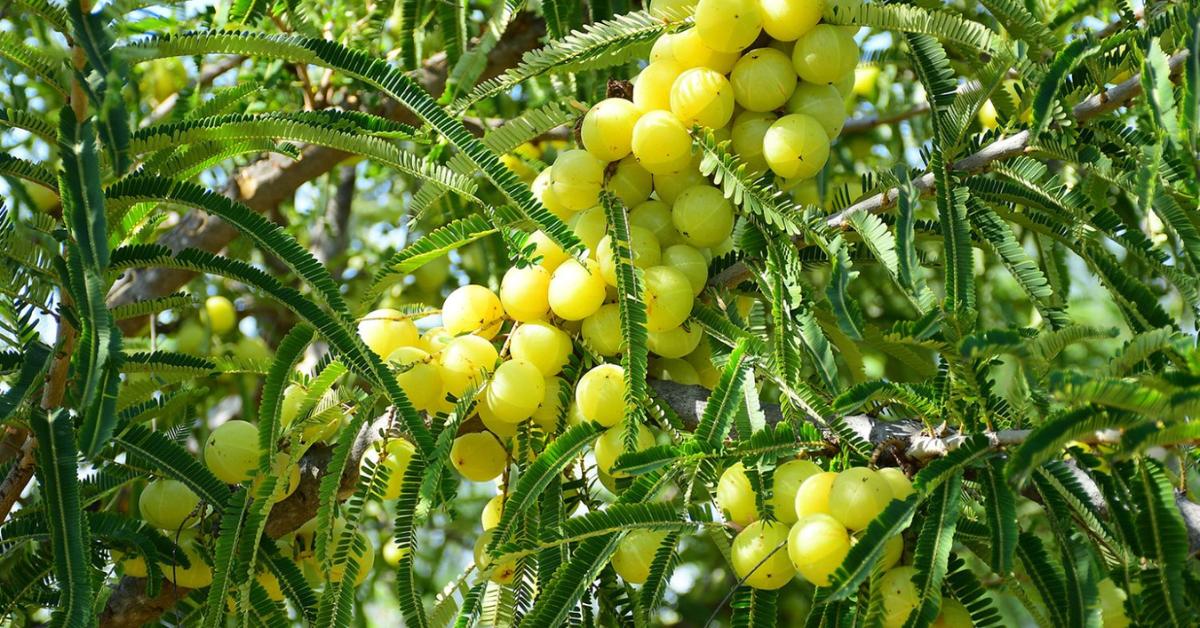 Pruning is important for keeping your potted amla tree healthy and productive; Picture source: Cultivator Natural Products