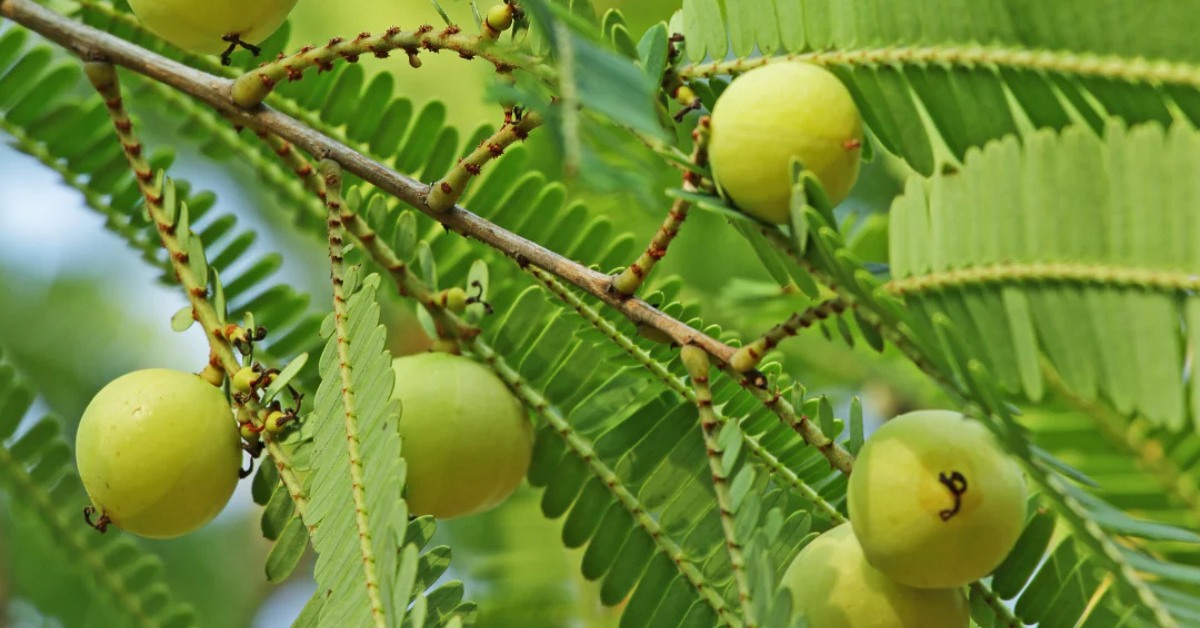 Grafted amla plants usually start to produce flowers within three to four years after planting; Picture source: M-Tech Gardens