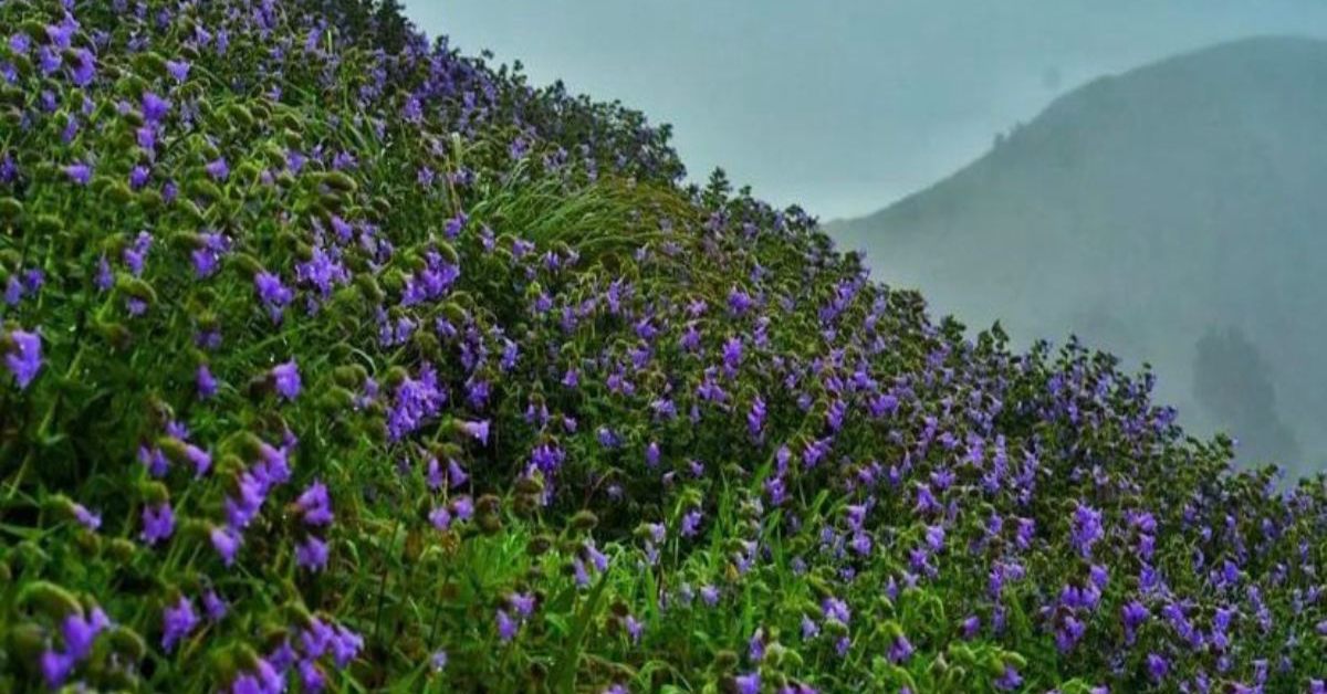 Neelakurinji is native to the shola grasslands of the Western Ghats; Picture source: The Study IAS
