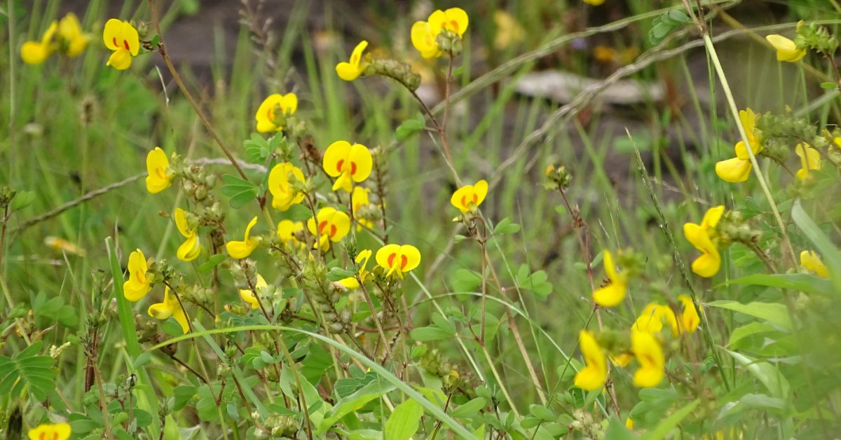 Smithia hirsuta grows in moist and acidic soils and is an important indicator of seasonal health in fragile ecosystems; Picture source: India Biodiversity Portal