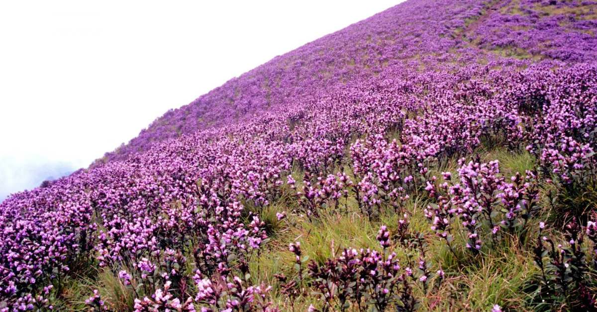 Wildflowers, particularly those growing on slopes and in grasslands, help bind the soil during heavy monsoon rains; Picture courtesy: Siddharth and Shruti