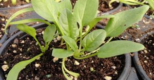 Easy Spinach Gardening for Beginners: A Monsoon Guide With Tips, Tricks & Timing