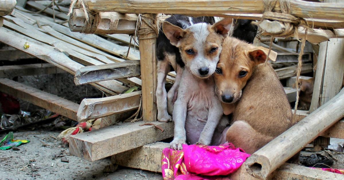 While the City Watched in Shock, These Youth Rescued Injured Dogs and Birds From the Ahmedabad Crash Site