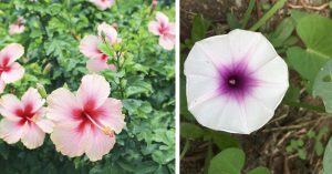 6 Best Plants to Grow During the Indian Monsoon — And How to Care for Them
