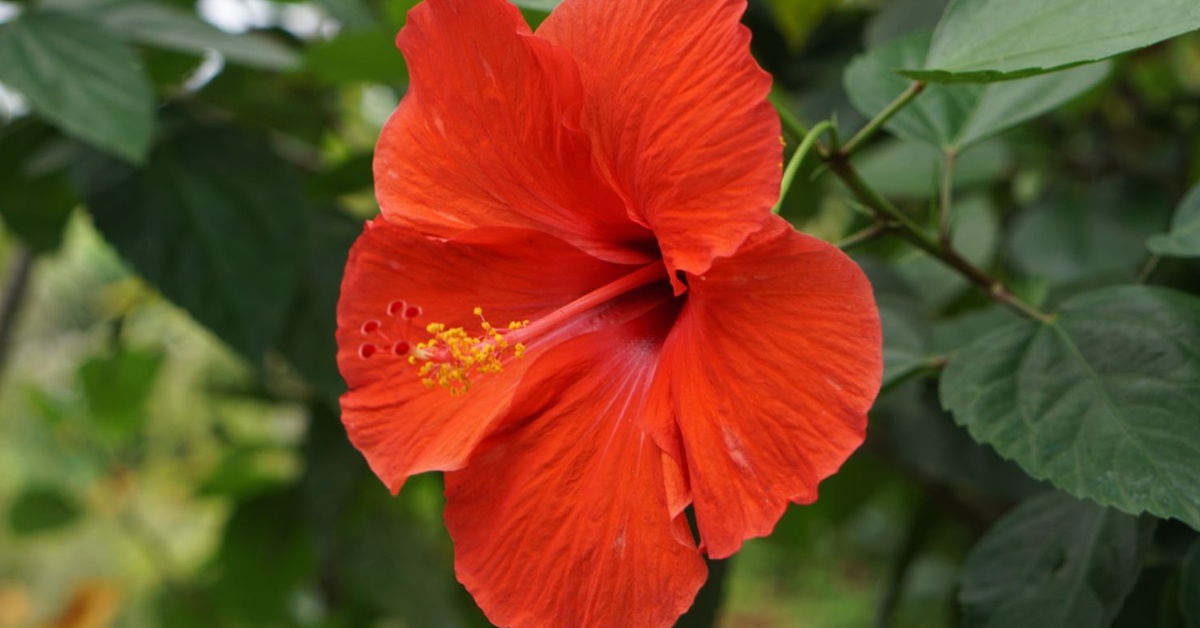 Hibiscus is a fantastic ornamental plant that does well in monsoon conditions, Picture source: The Spruce
