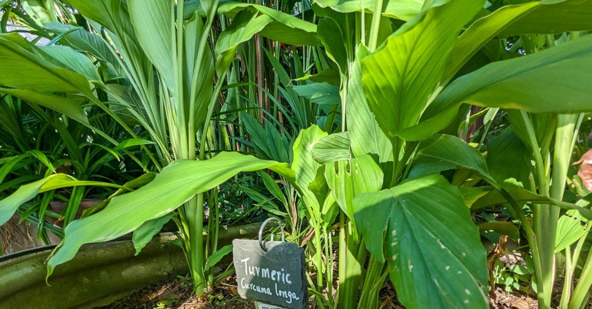 Turmeric needs warm temperatures (22–28°C) and steady moisture, so plant them during early monsoon, Picture source: GardeningSG