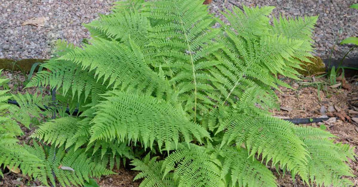 Ferns bring a soft and natural aesthetic to shaded gardens or indoor spaces, Picture source: The Spruce 