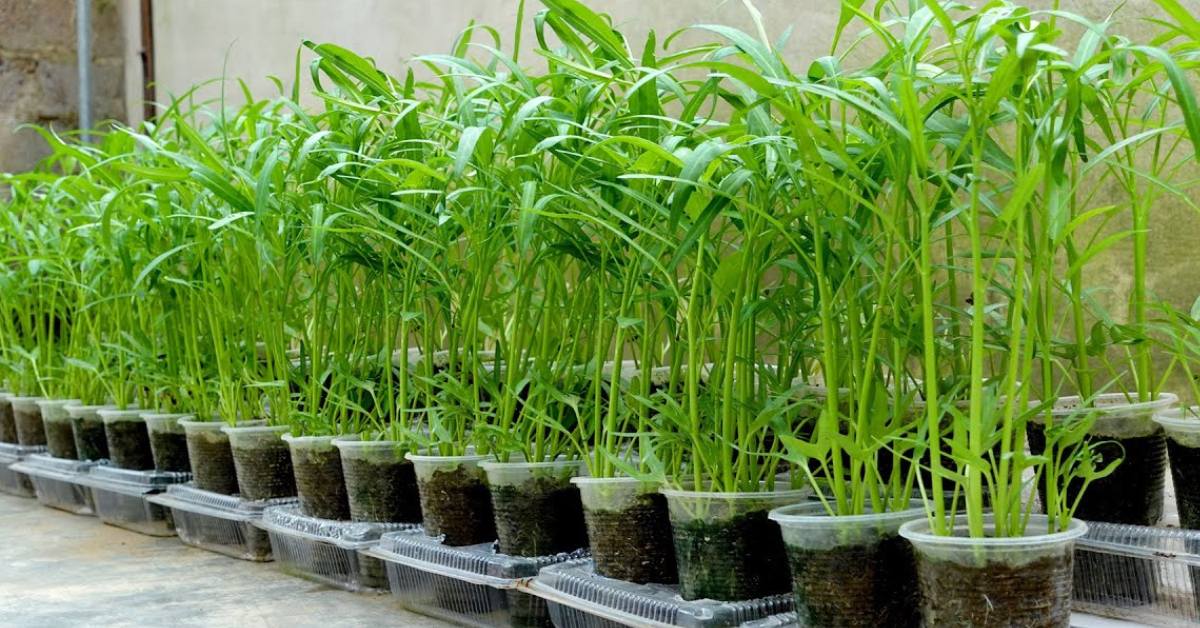 Water spinach prefers constantly moist or even shallowly flooded soil, making it ideal for monsoon kitchen gardens, Picture source: TEO Garden