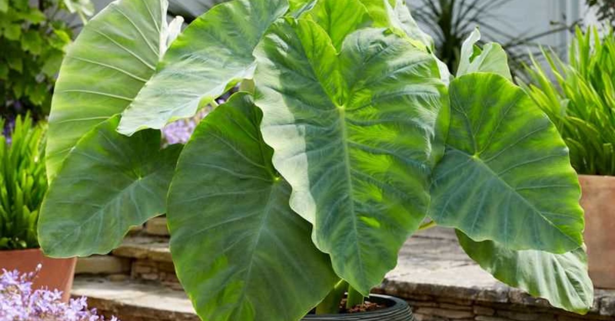 Colocasia grows in heavy clay soils and tolerates standing water for short periods, Picture source: TASC Tulip