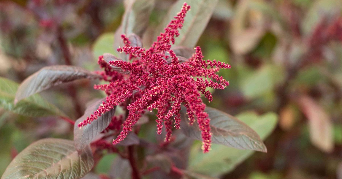 Amaranth comes in green and red varieties and is packed with iron, calcium, and protein, Picture source: The Spruce