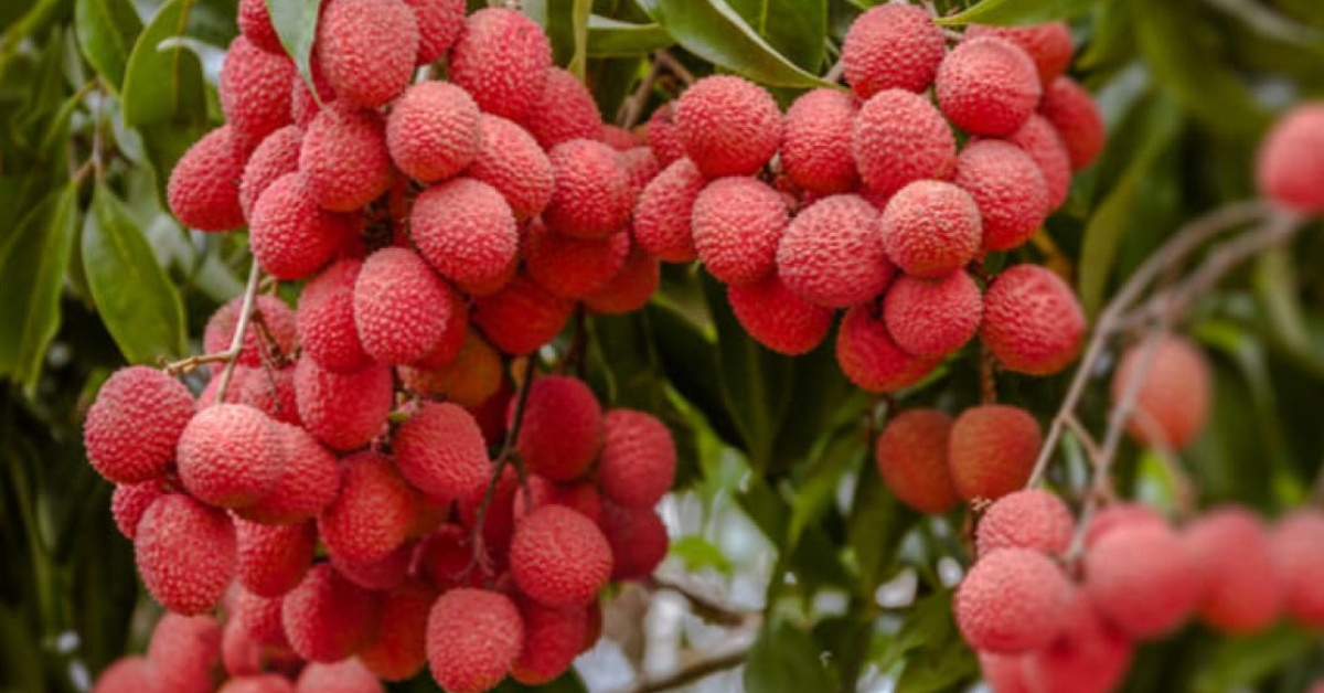 Lychee orchards flourish in Bihar, West Bengal, and parts of Assam; Picture source: Vaya