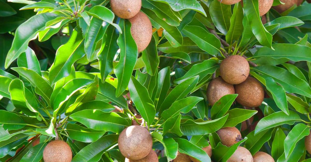 Sapodilla’s grainy texture and sweet, malty flavour, make it a comforting treat during the rainy season; Picture source: UnboxGreen