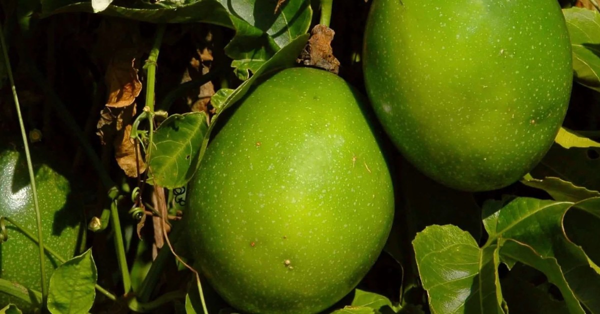 Passion fruit is not only a delight for the taste buds but also a nutritional powerhouse; Picture source: Plants Express