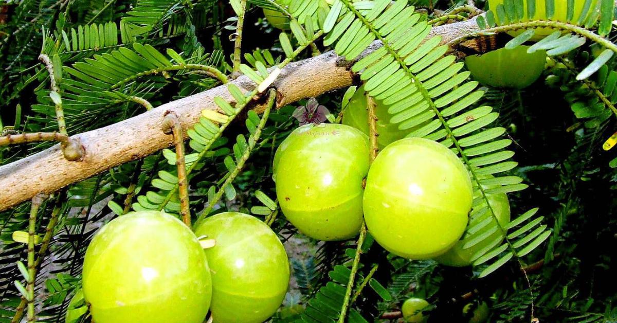 Amla is known for its sharp and sour flavour, and it is a concentrated source of vitamin C; Picture source: Padmam Nursery