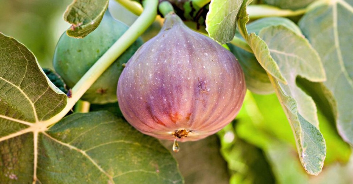 Fresh figs are soft, sweet, and honey-like, with a slightly chewy texture that makes them irresistible; Picture source: Gardening Know How