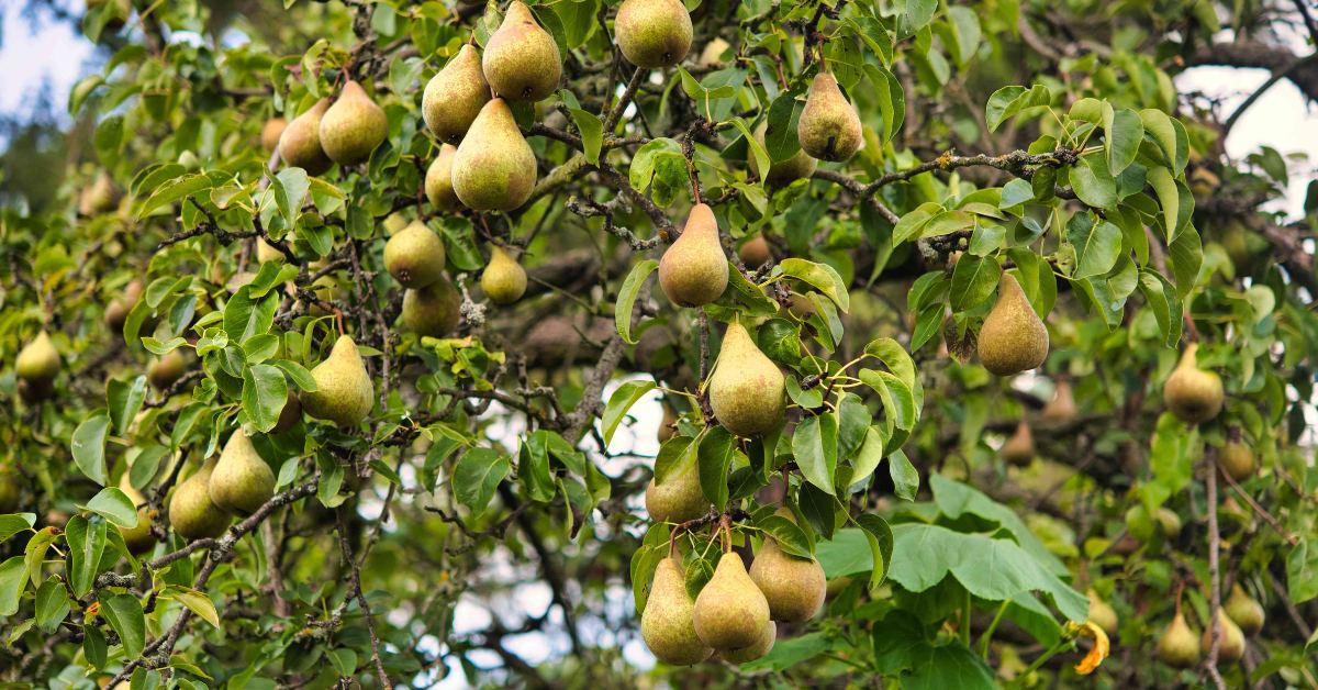 Pears are high in fibre, vitamin C, and potassium, making them a refreshing and healthy choice; Picture source: The Spruce