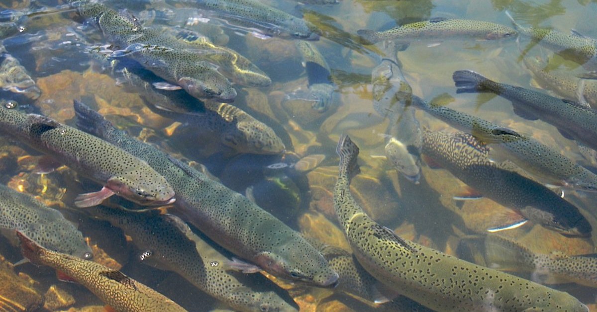 Include your children to catch trout fishes so they can understand where food comes from; Picture source: Mongobay-India