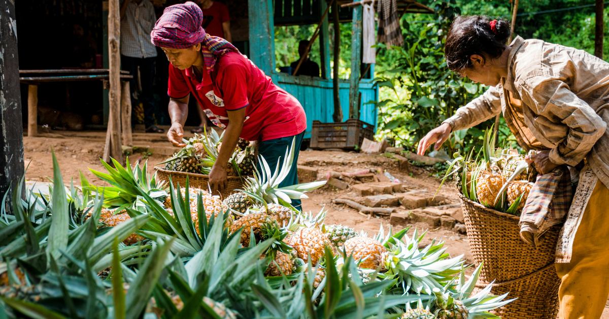 Try to pick your own pineapples, and enjoy them sliced and spiced with salt and chilli, the local way; Picture source: Pexels