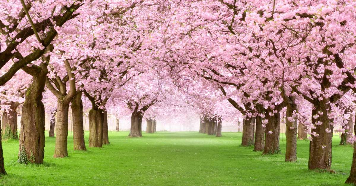 You can visit the place during the Cherry Blossom Festival with your children and make it a memorable experience; Picture source: Club Mahindra