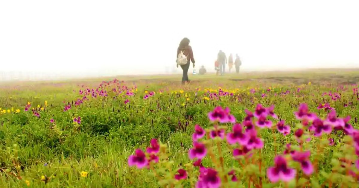Families can walk along marked trails, learning about rare plants and spotting butterflies in the Kaas Plateau in Maharashtra; Picture source: Thrillophilia
